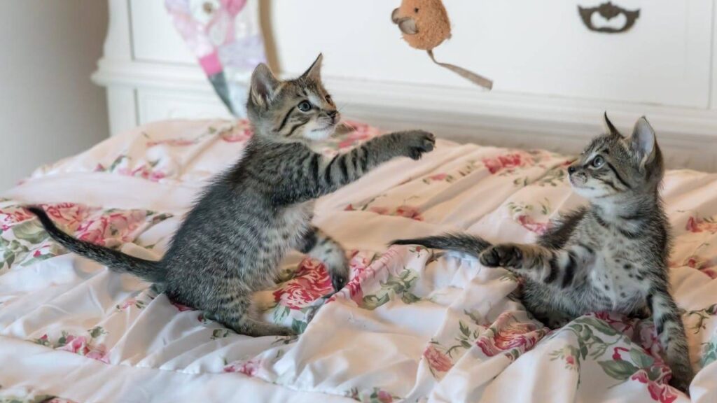 Combien de temps pour que deux chats s'acceptent ?
