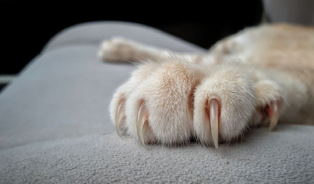 Griffes d'un chat