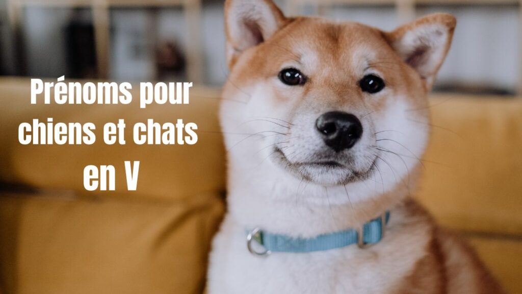 prénoms chien en v