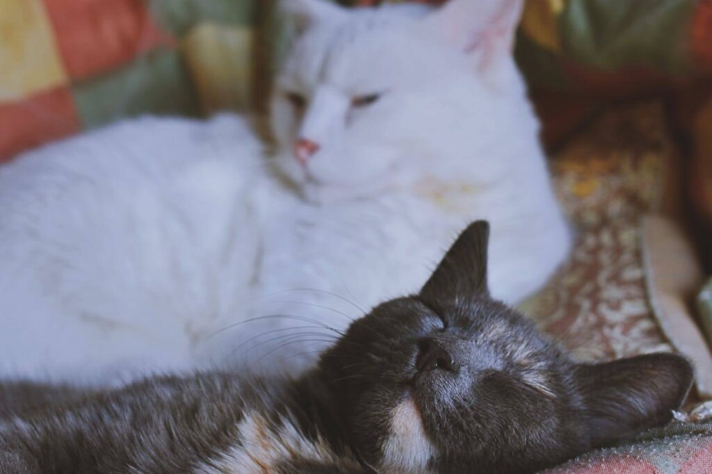 Combien de temps faut-il pour que deux chats s'habituent l'un à l'autre ?