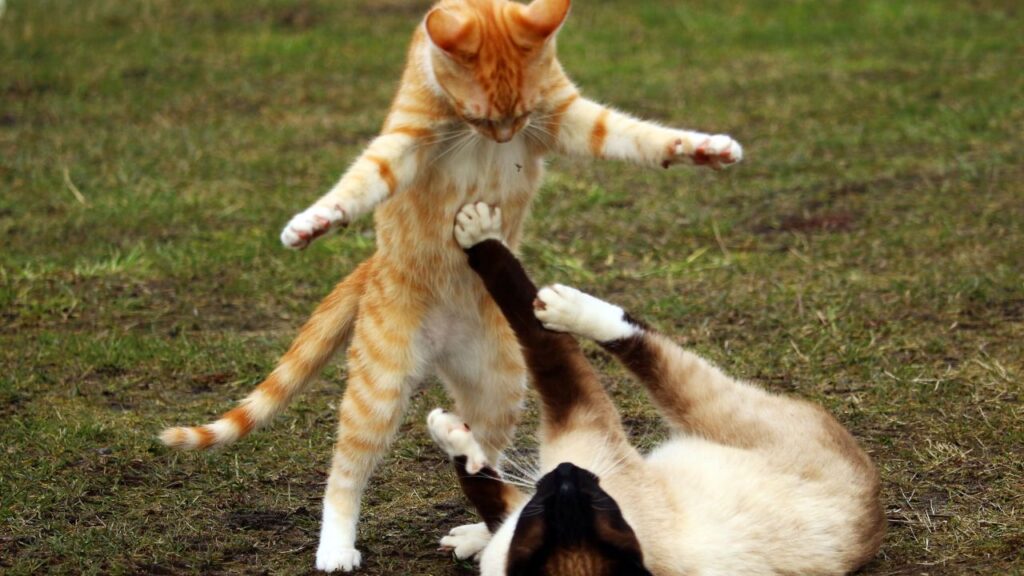 chat