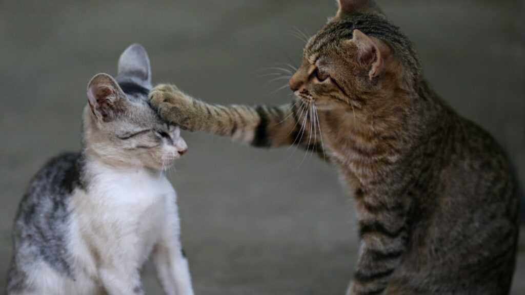 chats