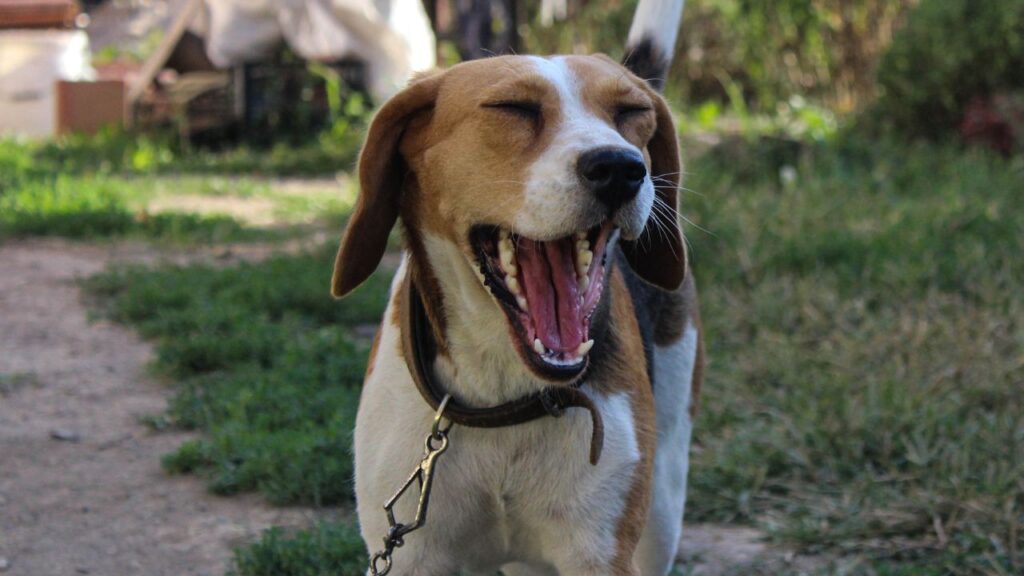 chien