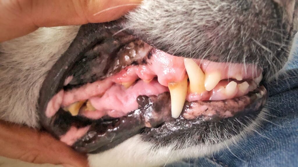chien caries