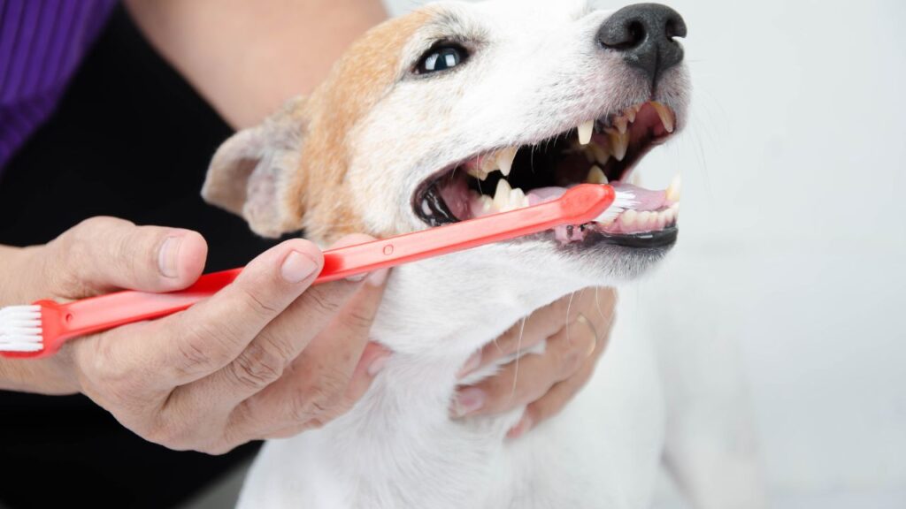 chien caries dents brosse
