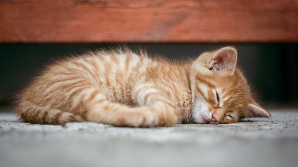 Comment savoir si mon chat a des vers  Symptômes, diagnostic et traitements