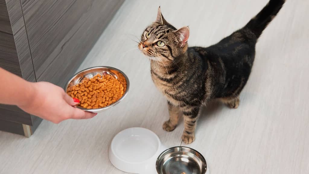 croquettes pour chat