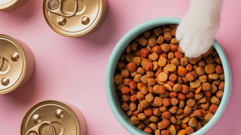 croquettes ou pâtée pour chat