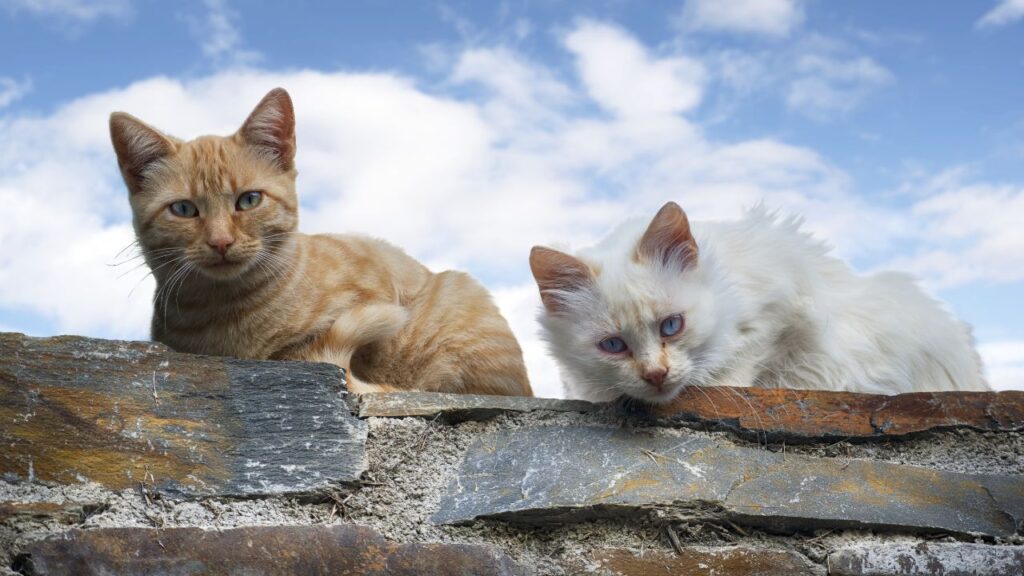 deux chats