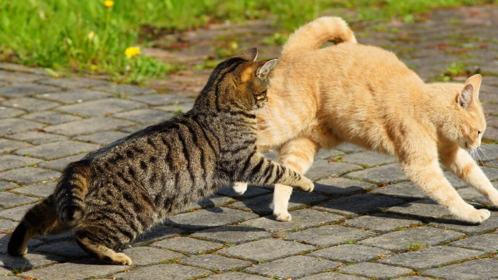 deux chats cohabitation