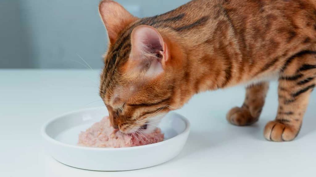 pâtée pour chat