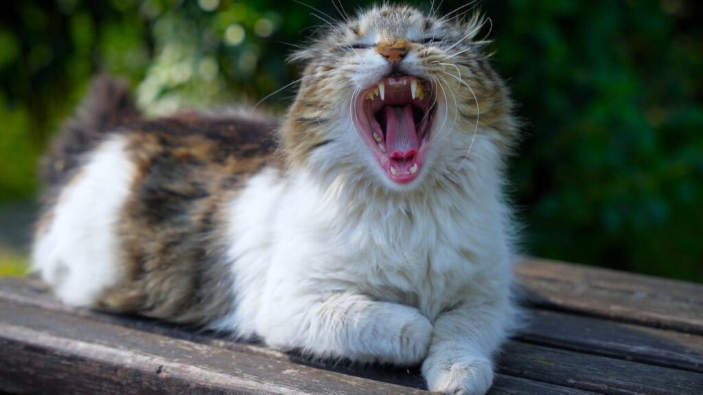 Comment punir un Chat qui attaque 10 conseils