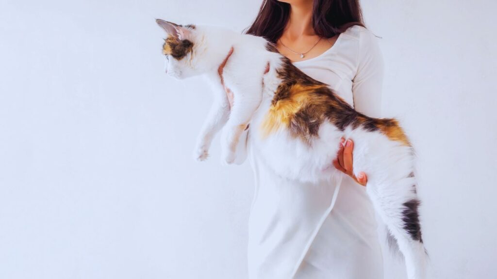 chat gros
