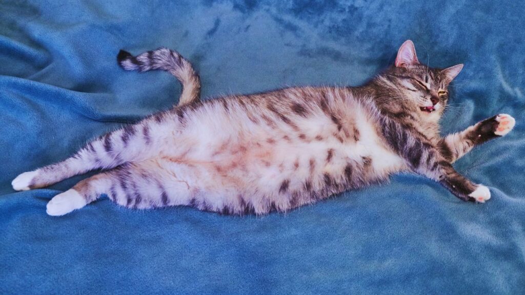 comment faire maigrir chat