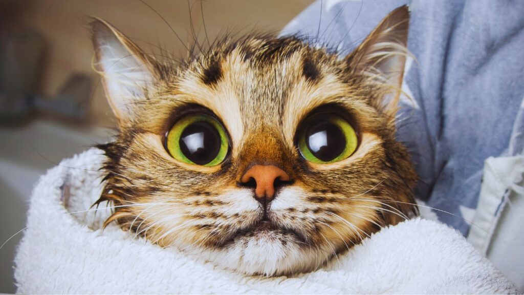 comment faire maigrir chat astuces