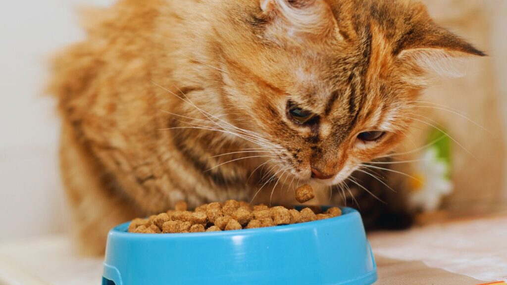 comment faire maigrir chat obesite
