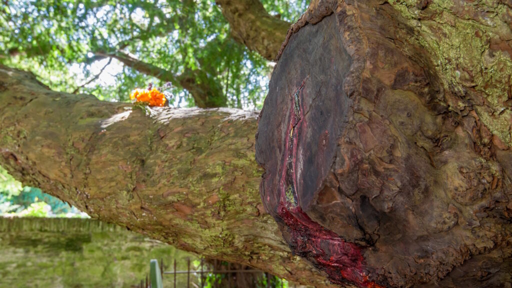 arbre sanglant