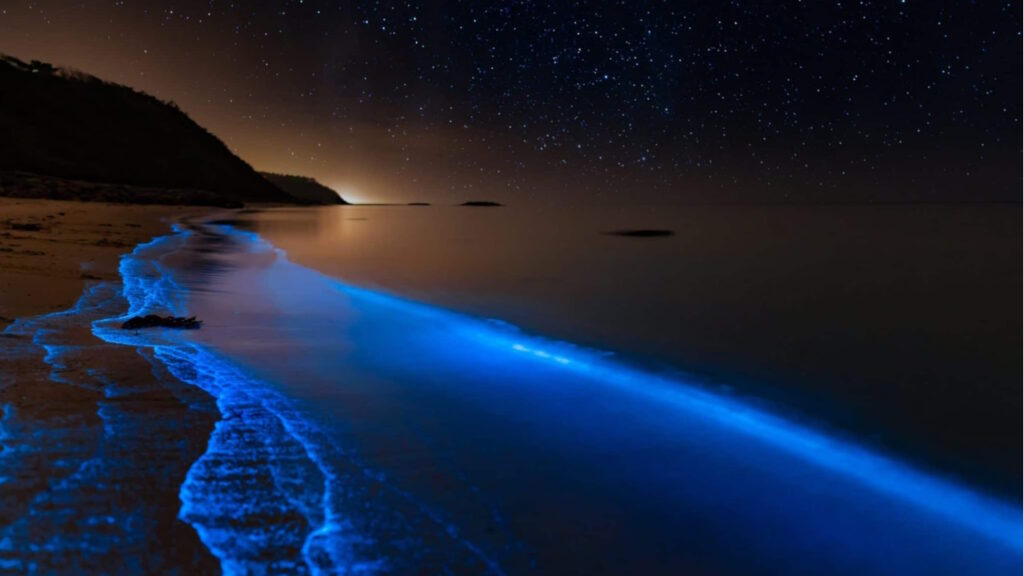 bioluminescence