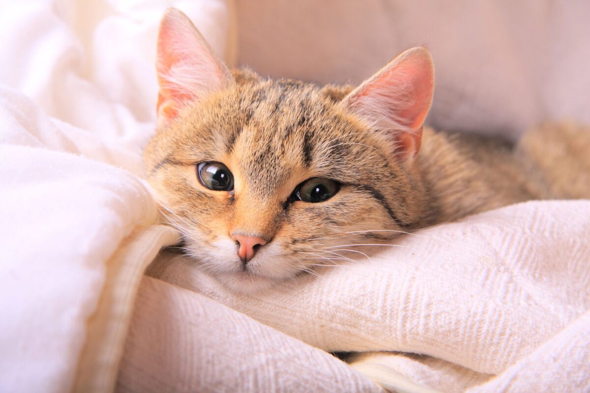 Combien de temps un chat peut rester sans manger ou boire