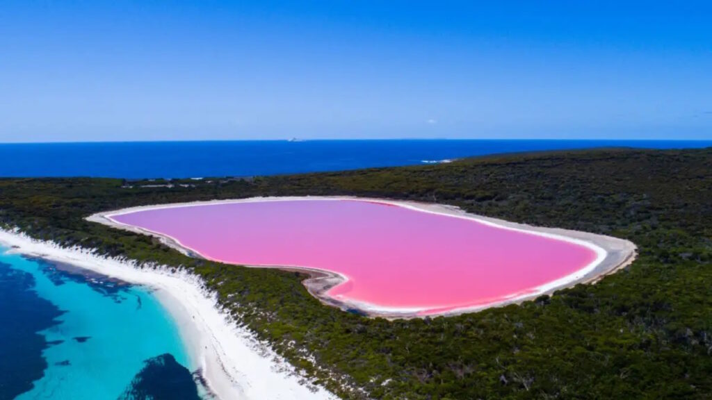 lac hillier
