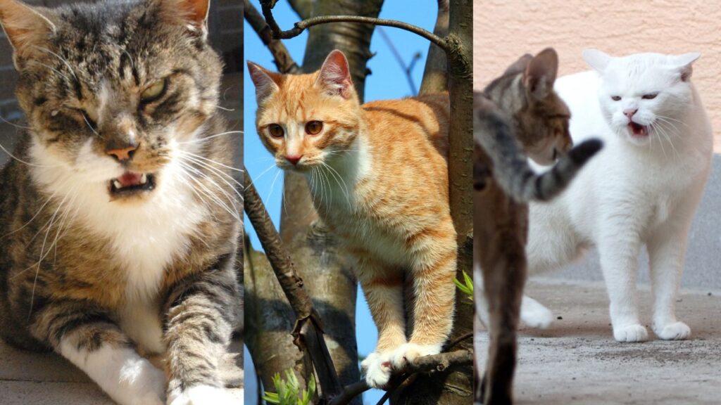 miaulement chat détresse