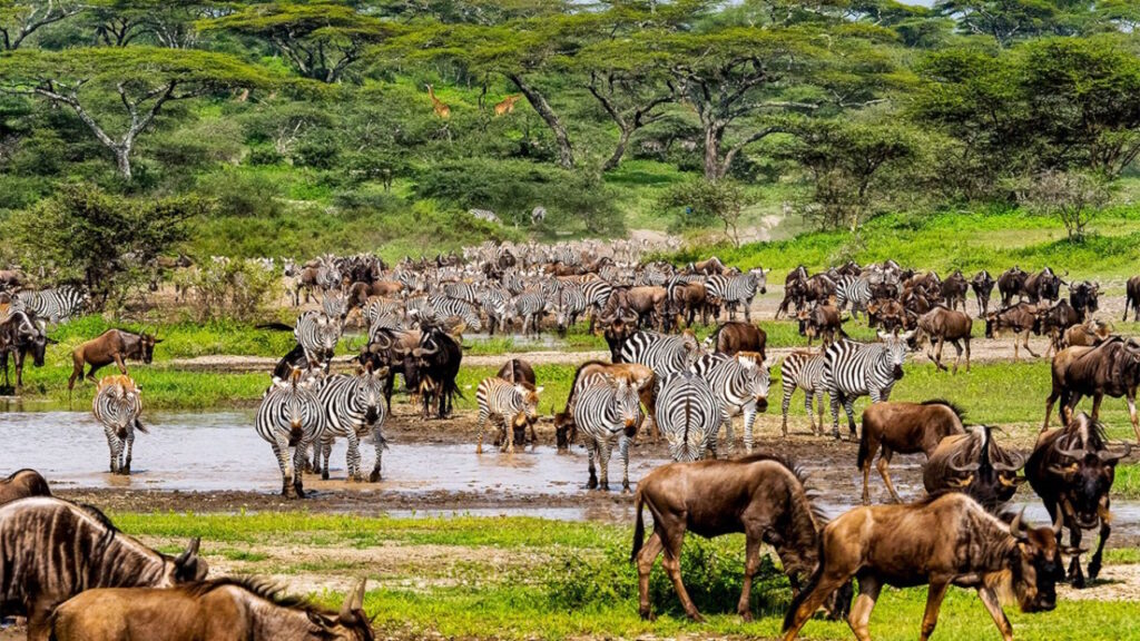 migration gnous