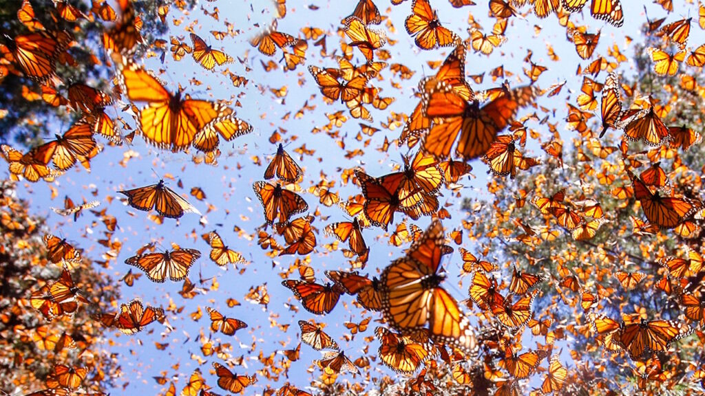 migration papillons