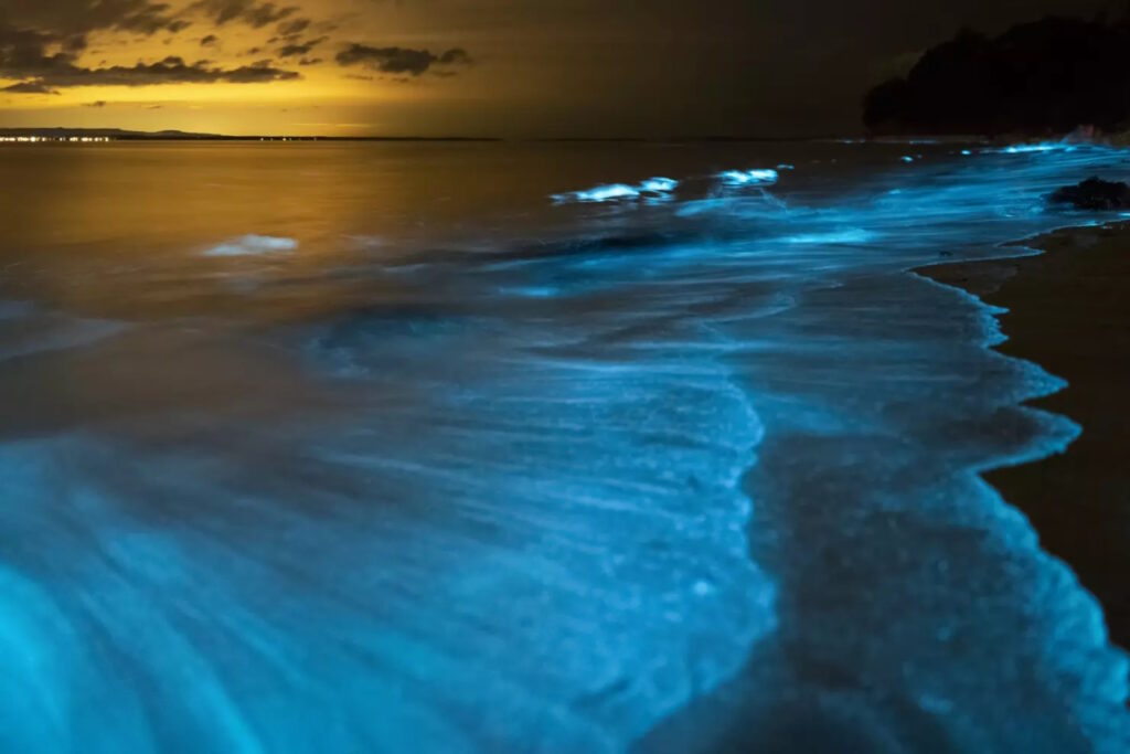 vagues bioluminescentes