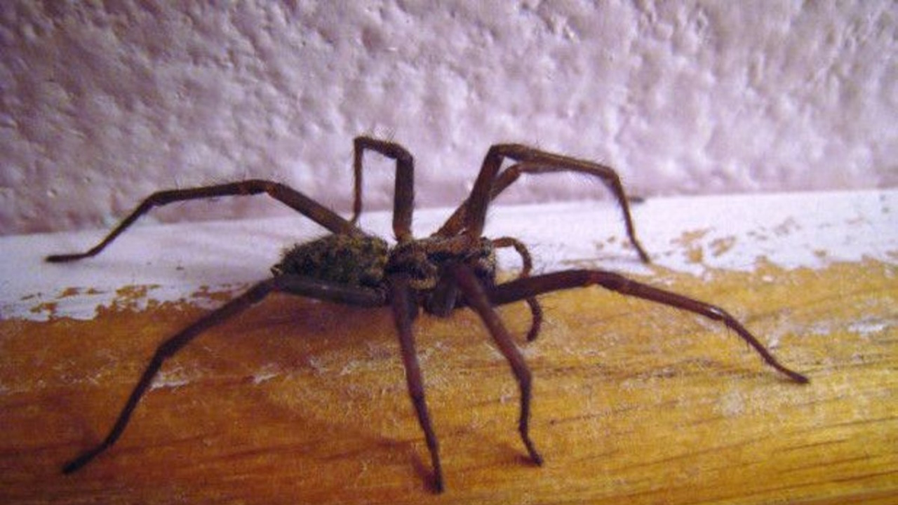 Grosse araignée dans la maison quelle signification spirituelle — free download