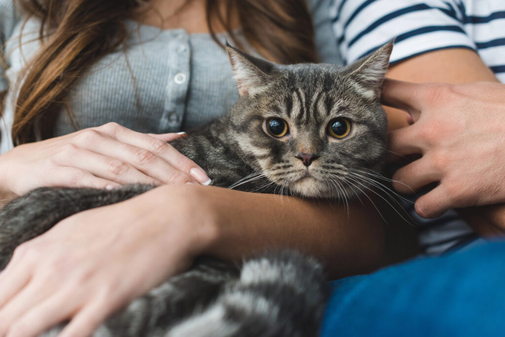 La transmission de la gale du chat à l'homme