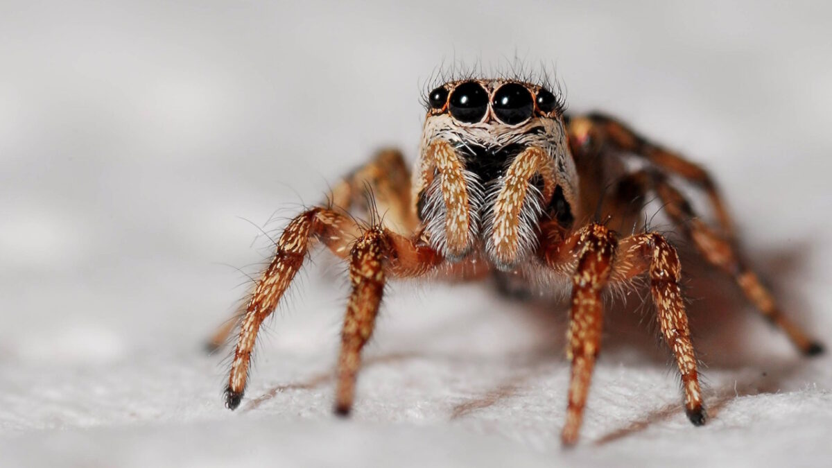 Grosse araignée dans la maison quelle signification spirituelle — free download