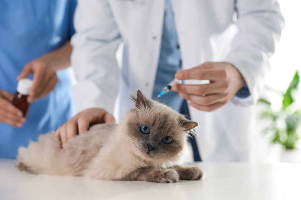 Le traitement de la gale chez l'homme et le chat