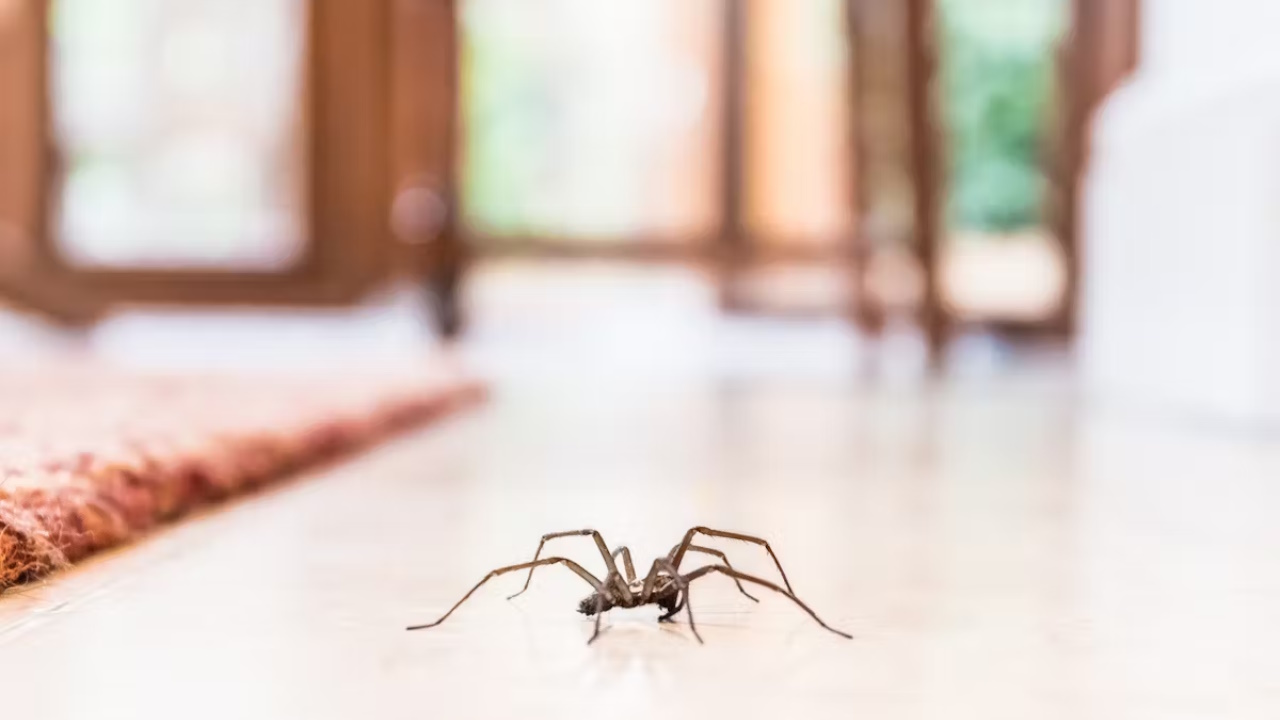 Grosse araignée dans la maison : quelle signification spirituelle