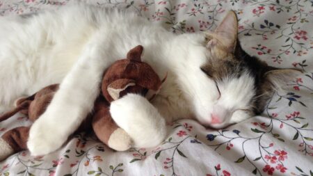 chat dort