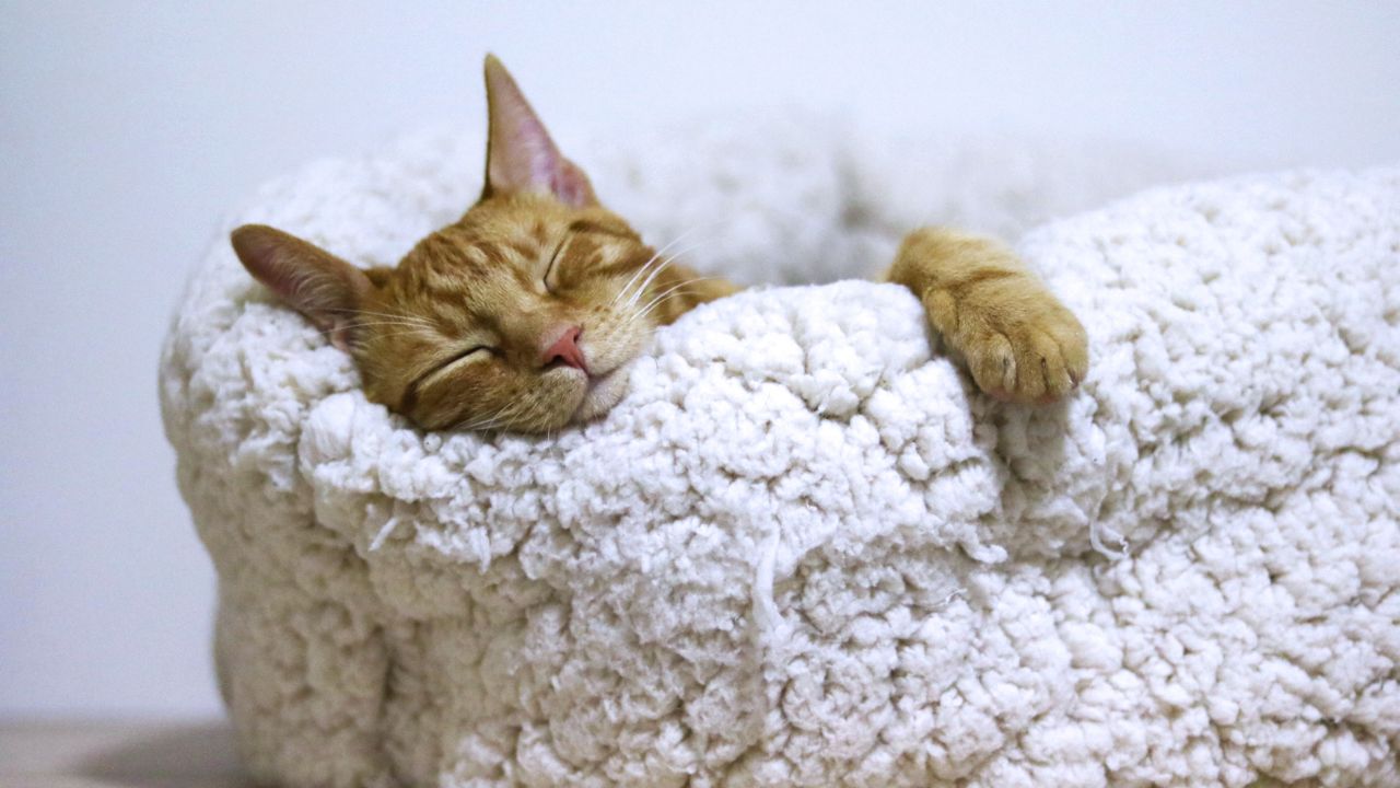 Pourquoi mon chat fait des petits bruits quand il dort