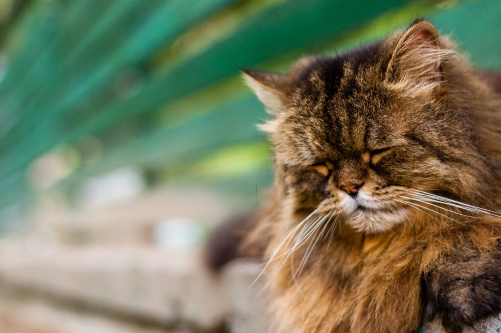 La dépression chez les chats