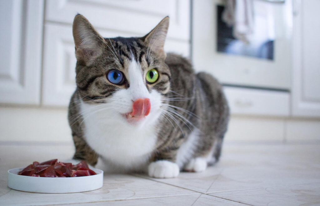 L’alimentation joue un rôle crucial dans l’état du pelage de votre chat