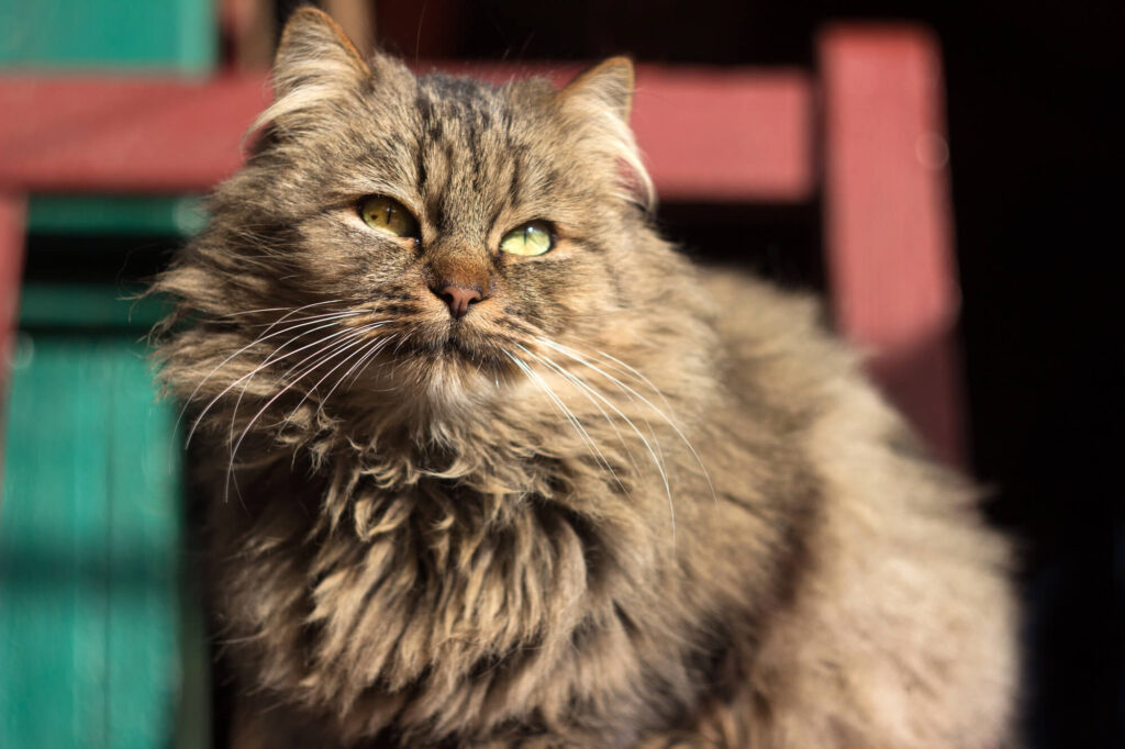 L’arthrite et la douleur articulaire-Chat
