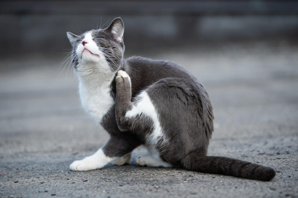 Les parasites externes des chats
