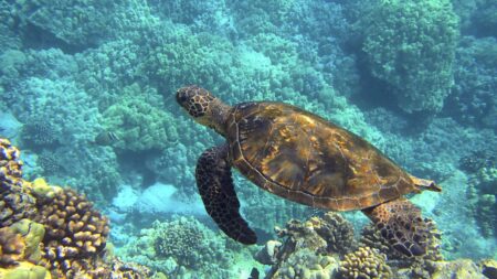 ocean tortue