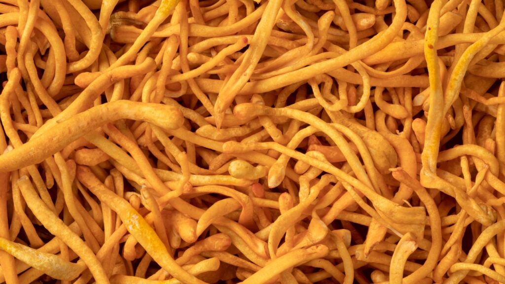 Cordyceps