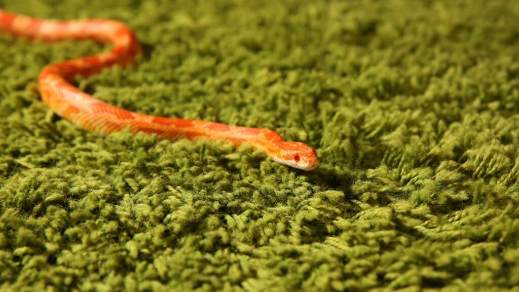 Pantherophis guttatus nature