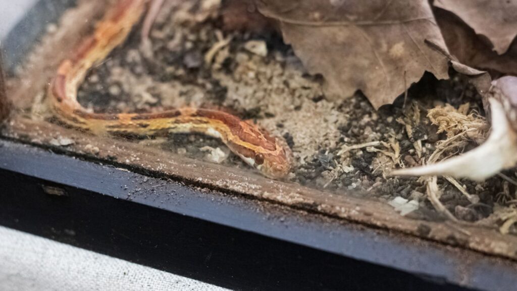 Pantherophis guttatus terrarium