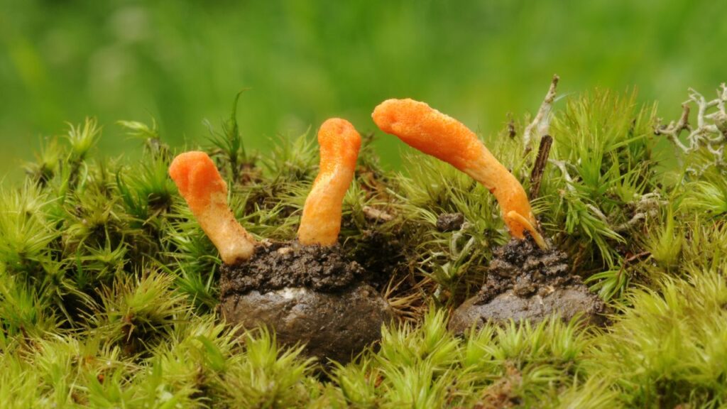 champignon Cordyceps