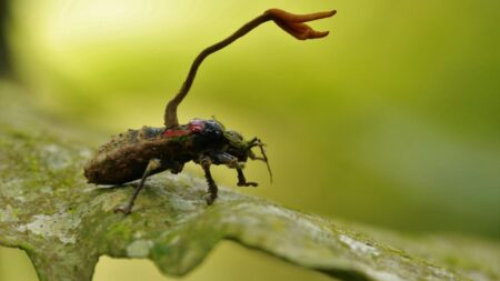 champignon zombie Cordyceps