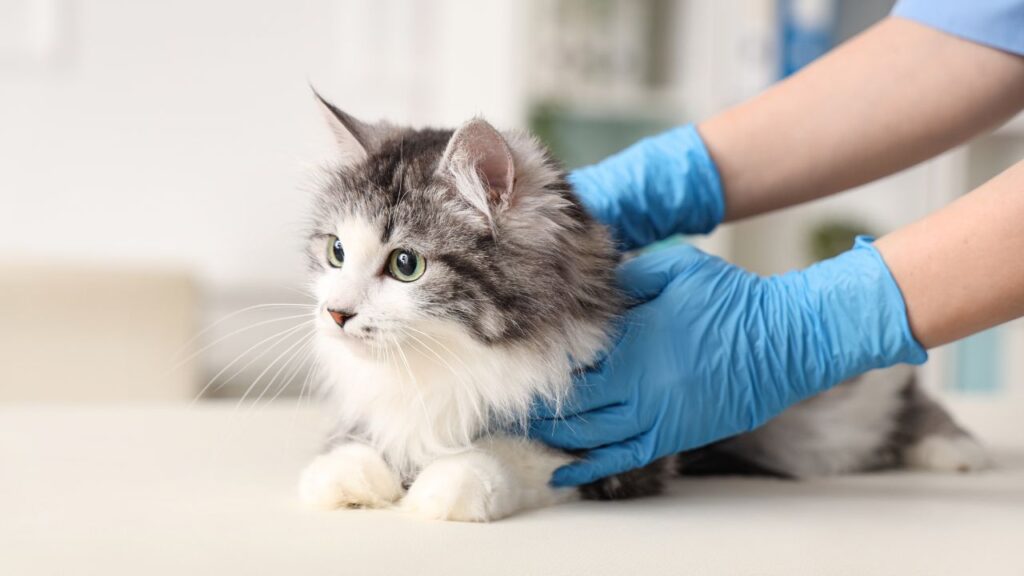 chat veterinaire