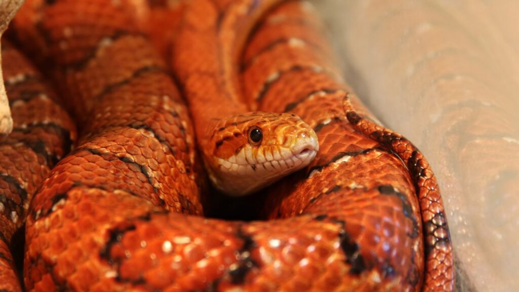 serpent des bles france