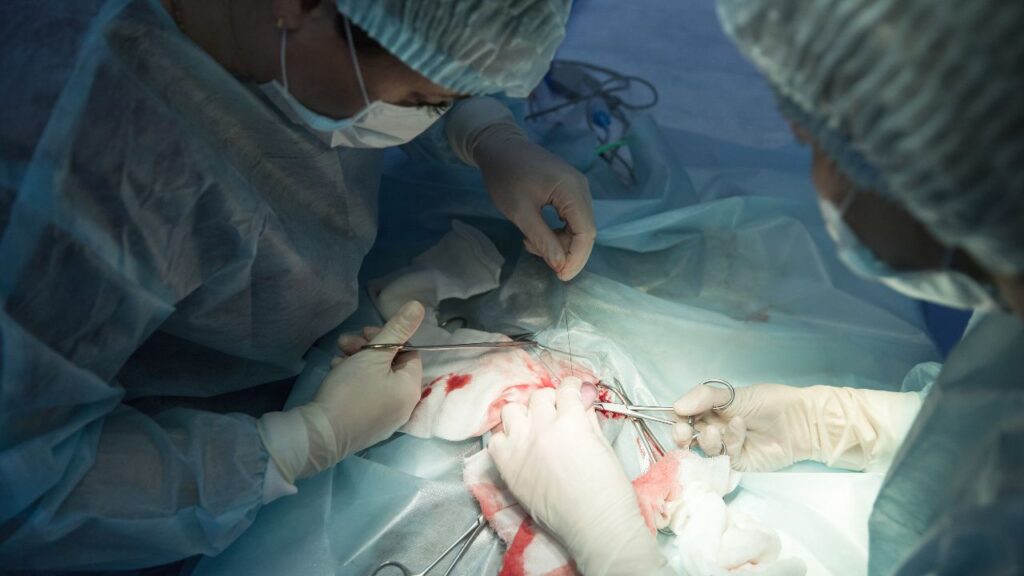 sterilisation chat
