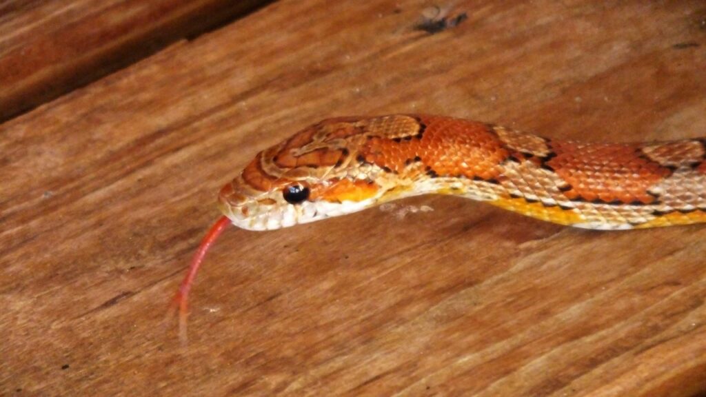 terrariophilie serpent des bles