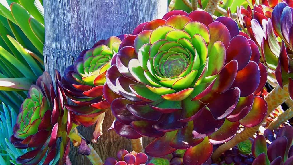 Aeonium